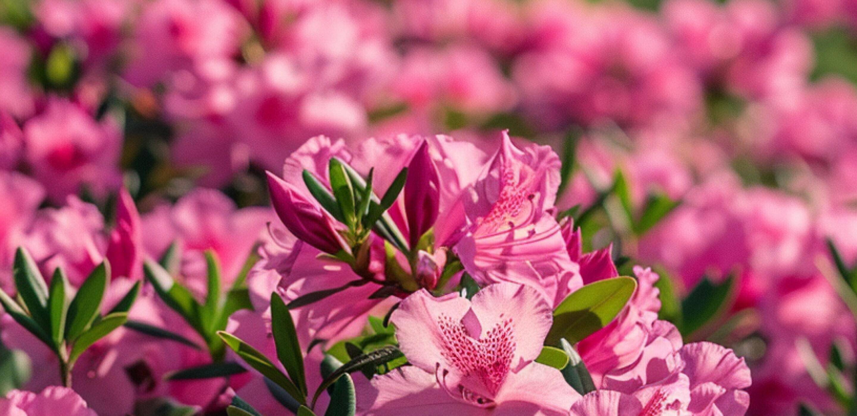 The Masters 2025: Every Player in the Field